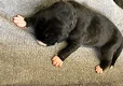 Leuke Duitse Dog pups te koop - 4 - Thumbnail