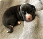 Leuke Duitse Dog pups te koop - 7 - Thumbnail