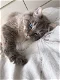 Ragdoll kittens - 2 - Thumbnail
