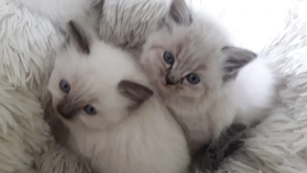 Ragdoll kittens - 3