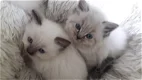 Ragdoll kittens - 3 - Thumbnail
