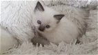 Ragdoll kittens - 4 - Thumbnail