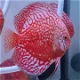 Discus moonstone red - 0 - Thumbnail