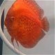 Discus moonstone red - 1 - Thumbnail