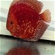 Discus moonstone red - 2 - Thumbnail