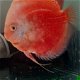 Discus moonstone red - 3 - Thumbnail