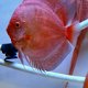 Discus moonstone red - 4 - Thumbnail