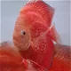 Discus moonstone red - 6 - Thumbnail