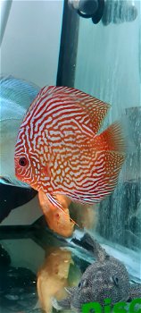 Discus red scribbled en mosaic turquoise - 4