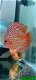 Discus red scribbled en mosaic turquoise - 4 - Thumbnail