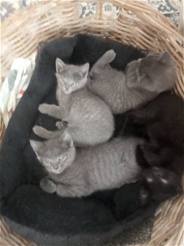 Blauw Rus Kittens - 0