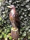 havik , adelaar tuinbeeld - 2 - Thumbnail