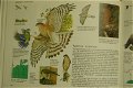 Vogels van West en Midden-Europa - 2 - Thumbnail