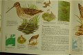 Vogels van West en Midden-Europa - 4 - Thumbnail