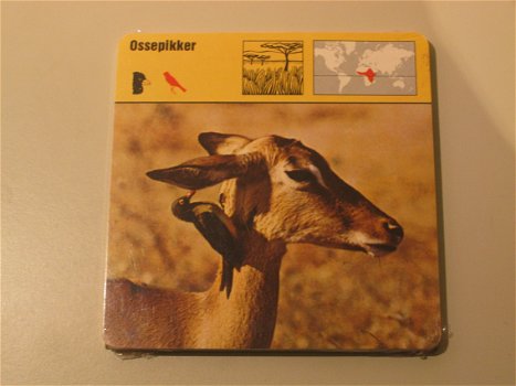 Lot Dierenprenten Kaarten - Lombard NV - 1976 - 5