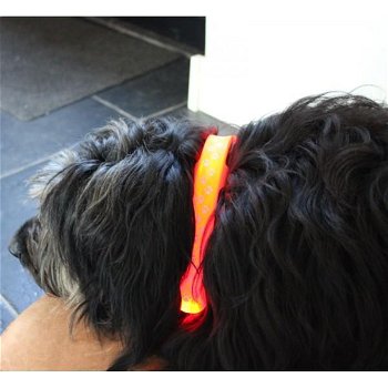 LED verlichting halsband hond lang - 1