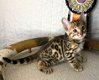 Beschikbare kittens - 1 - Thumbnail