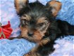 Mooie Yorkshire terrier-puppy's. - 0 - Thumbnail