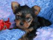 Mooie Yorkshire terrier-puppy's. - 1 - Thumbnail