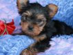 Mooie Yorkshire terrier-puppy's. - 2 - Thumbnail