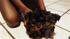 Mooie Yorkshire terrier-puppy's te koop