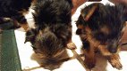 Mooie Yorkshire terrier-puppy's te koop - 2 - Thumbnail