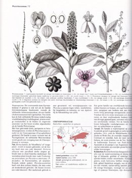 Bloeiende planten van de wereld - 2