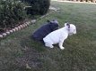 Prachtige Franse Bulldog-puppy's voor - 1 - Thumbnail