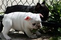 Prachtige Franse Bulldog-puppy's voor - 2 - Thumbnail