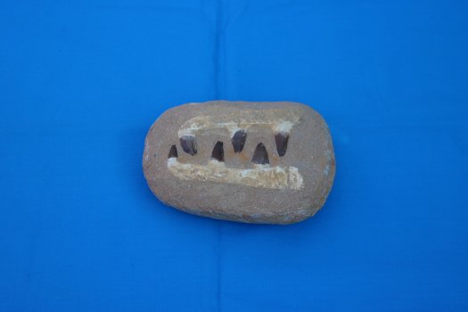 6 tanden van de Mosasaurus - 0