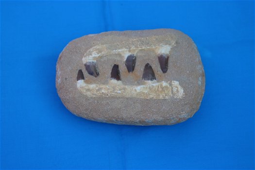 6 tanden van de Mosasaurus - 1