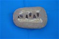 6 tanden van de Mosasaurus - 1 - Thumbnail