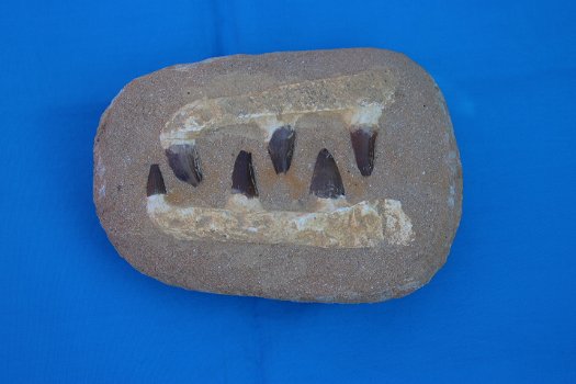 6 tanden van de Mosasaurus - 2