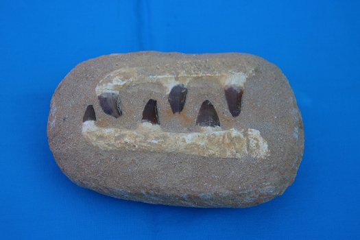 6 tanden van de Mosasaurus - 3