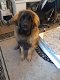 Leonberger te koop - 0 - Thumbnail