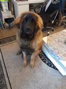 Leonberger te koop