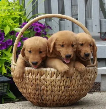 Adorable golden retriever puppies is available for sale - 0