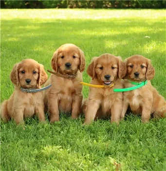 Adorable golden retriever puppies is available for sale - 0