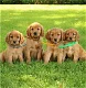 Adorable golden retriever puppies is available for sale - 0 - Thumbnail