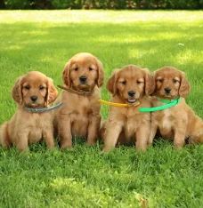Adorable golden retriever puppies is available for sale 