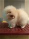 Mooie Pommerse puppyverkoop - 1 - Thumbnail