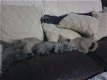 Brits korthaar kittens klaar voor een nieuw huis. - 0 - Thumbnail