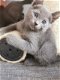 Raszuivere Russische blauwe kittens nu beschikbaar. - 0 - Thumbnail