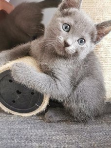 Raszuivere Russische blauwe kittens nu beschikbaar.