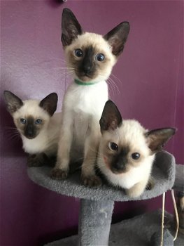 Siamese kittens blauw, seal & lilac point beschikbaar. - 0
