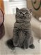 PEDIGREE BRITSE KORTHAAR KITTENS. - 0 - Thumbnail