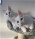 Prachtige GCCF geregistreerde Wit Maine Coon Kittens. - 0 - Thumbnail