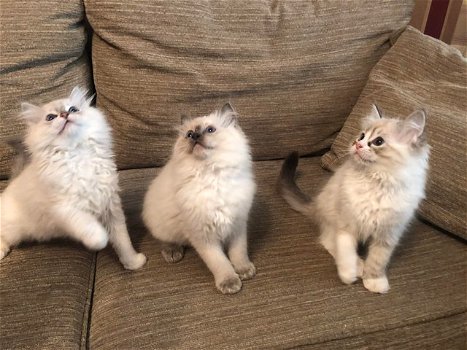 Prachtige GCCF-geregistreerde Ragdoll-kittens met stamboom - 0