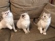 Prachtige GCCF-geregistreerde Ragdoll-kittens met stamboom - 0 - Thumbnail