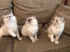 Prachtige GCCF-geregistreerde Ragdoll-kittens met stamboom